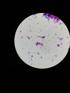 lâmina com esfregaços da mão e da escova dental